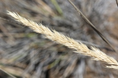 Trisetum glomeratum
