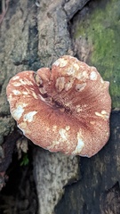 Neolentinus degener