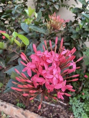 Ixora
