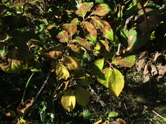 Forsythia ovata