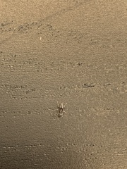 Brachyponera chinensis