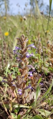 Phelipanche nana