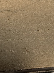 Brachyponera chinensis