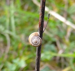 Helicella itala
