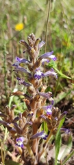 Phelipanche nana