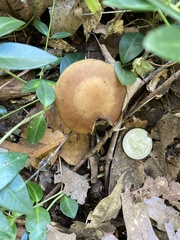 Phylloporus leucomycelinus