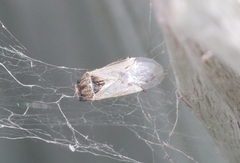 Nysius