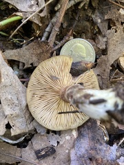 Phylloporus leucomycelinus