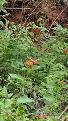 Chlosyne lacinia adjutrix