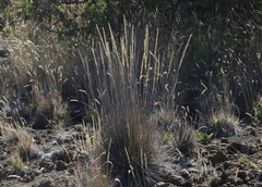 Trisetum glomeratum