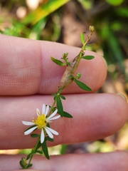 Neolasioptera ramuscula