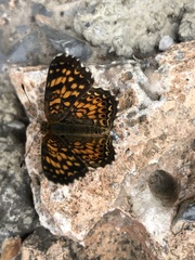 Phyciodes graphica graphica