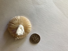 Phylloporus leucomycelinus