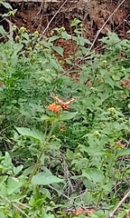 Chlosyne lacinia adjutrix