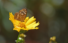 Anthanassa drusilla