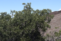 Sophora chrysophylla