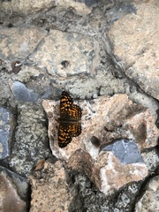 Phyciodes graphica graphica