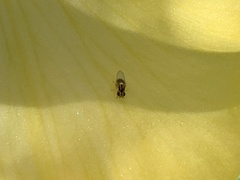 Thaumatomyia glabra