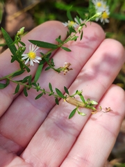 Neolasioptera ramuscula