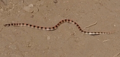 Sonora semiannulata