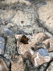 Phyciodes graphica graphica