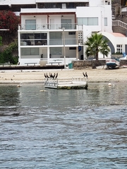 Nannopterum brasilianum