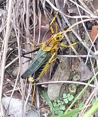 Taeniopoda tamaulipensis