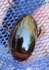 Hydaticus bimarginatus