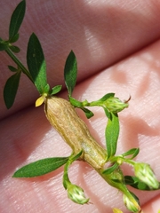 Neolasioptera ramuscula