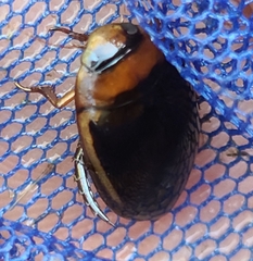 Hydaticus bimarginatus