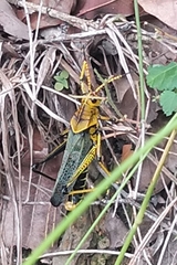 Taeniopoda tamaulipensis