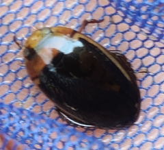 Hydaticus bimarginatus