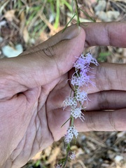 Liatris pilosa