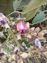 Philenoptera violacea