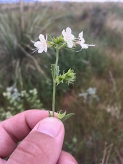 Tetraclea coulteri