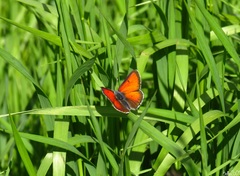 Lycaena hippothoe