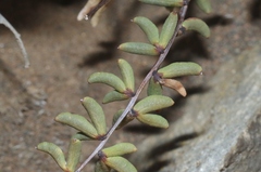 Pellaea ternifolia