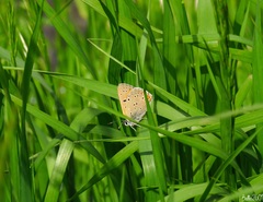 Lycaena hippothoe