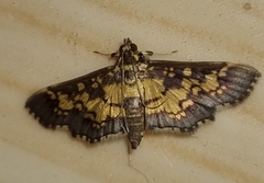 Nomophilini