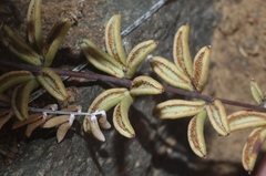 Pellaea ternifolia