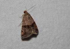 Ozarba megaplaga