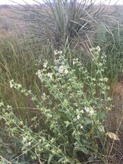 Tetraclea coulteri