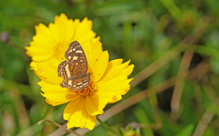 Anthanassa drusilla