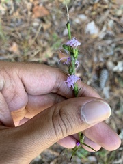 Liatris pilosa