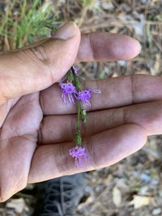 Liatris pilosa