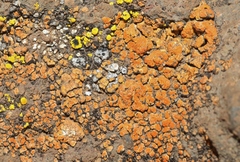 Caloplaca lithophila