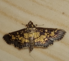 Nomophilini