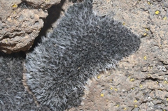 Grimmia maunakeaensis