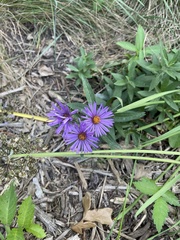 Symphyotrichum novae-angliae