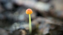 Mycena acicula